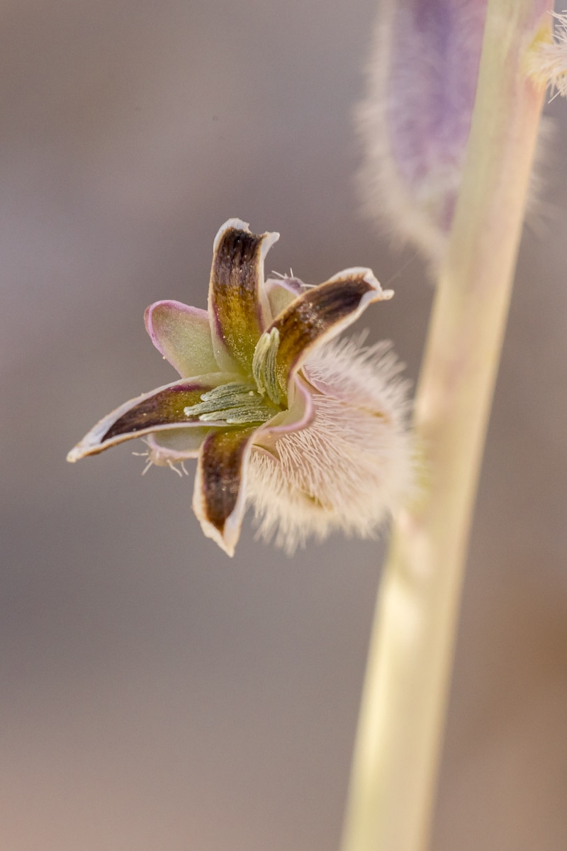 Caulanthus crassicaulis