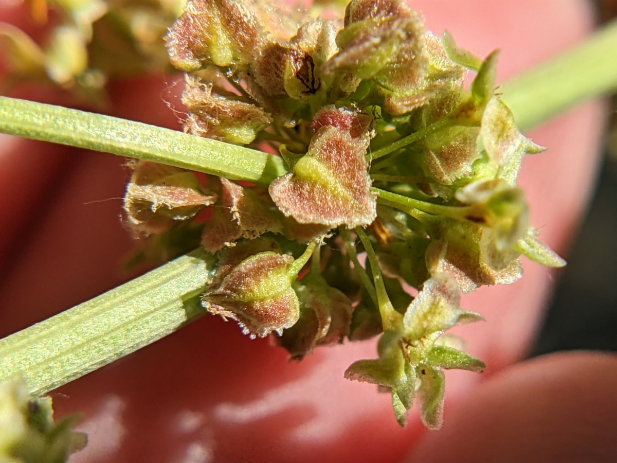 Rumex salicifolius