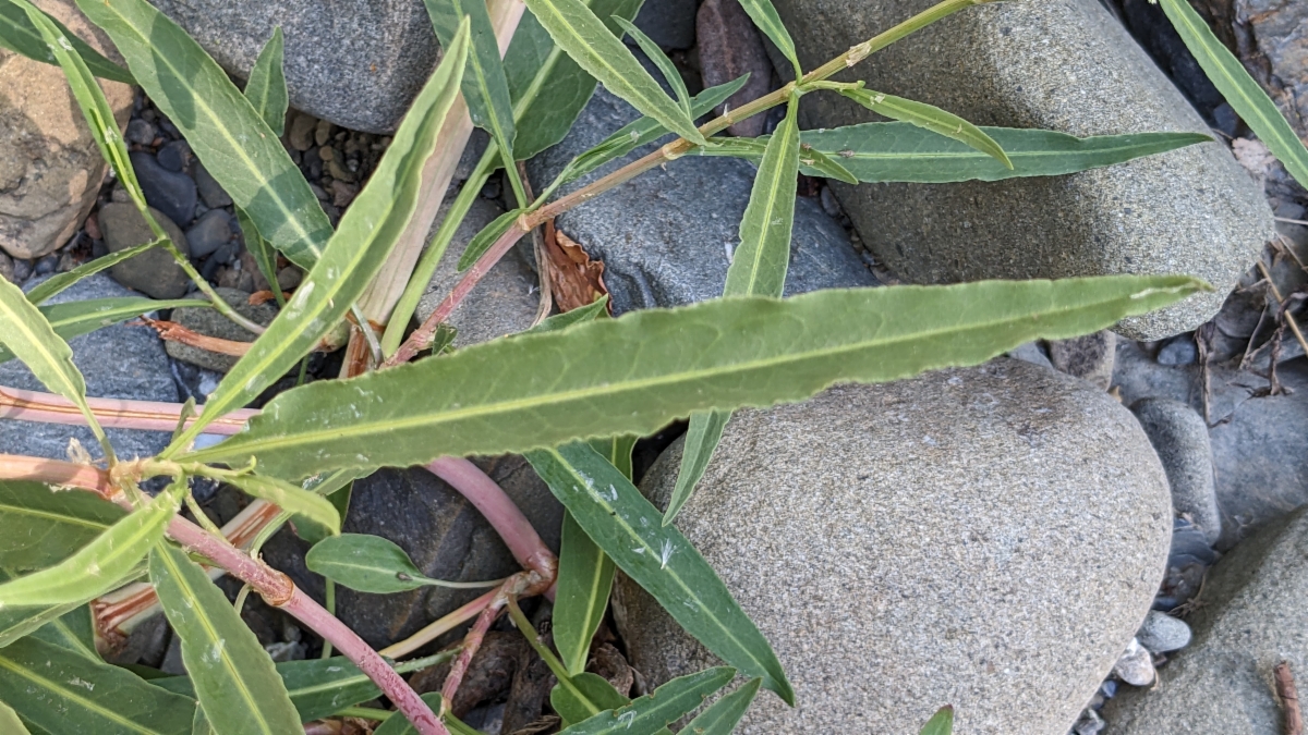 Rumex salicifolius