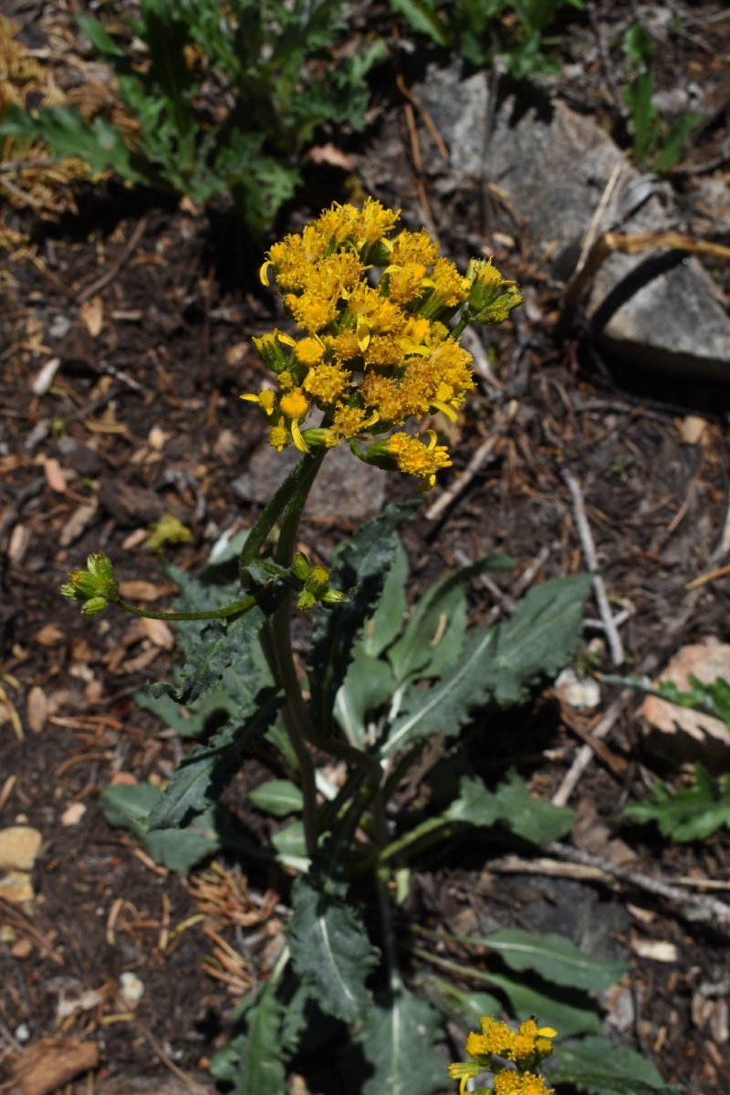 Senecio integerrimus var. exaltatus