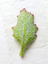 Atriplex rosea