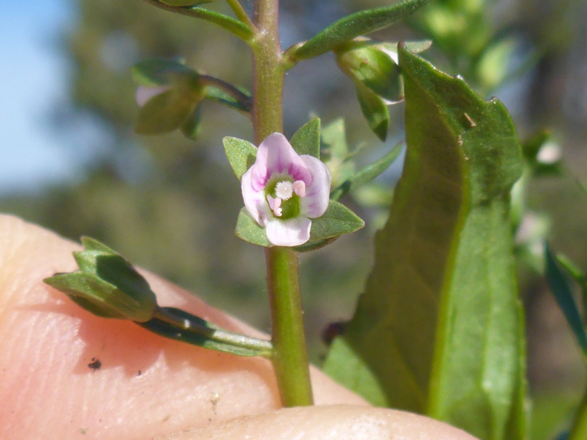 Veronica catenata