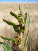 Chenopodium macrospermum var. halophilum
