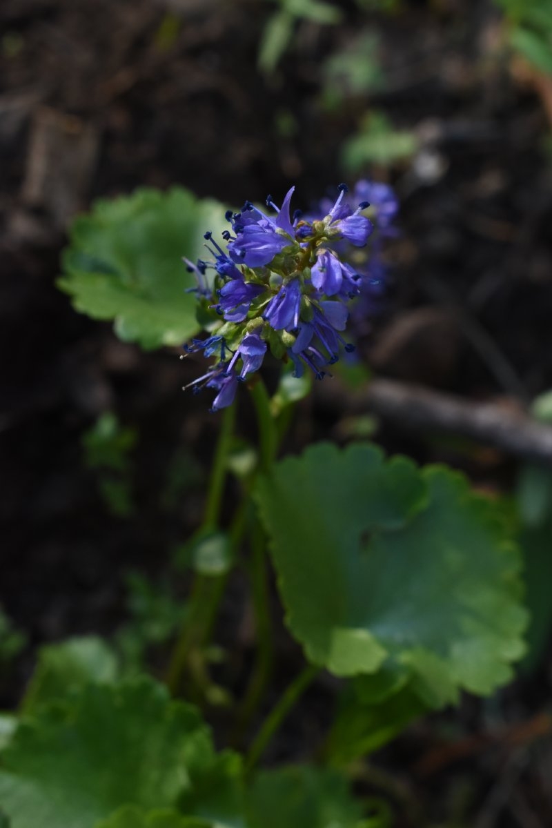 Synthyris missurica ssp. missurica