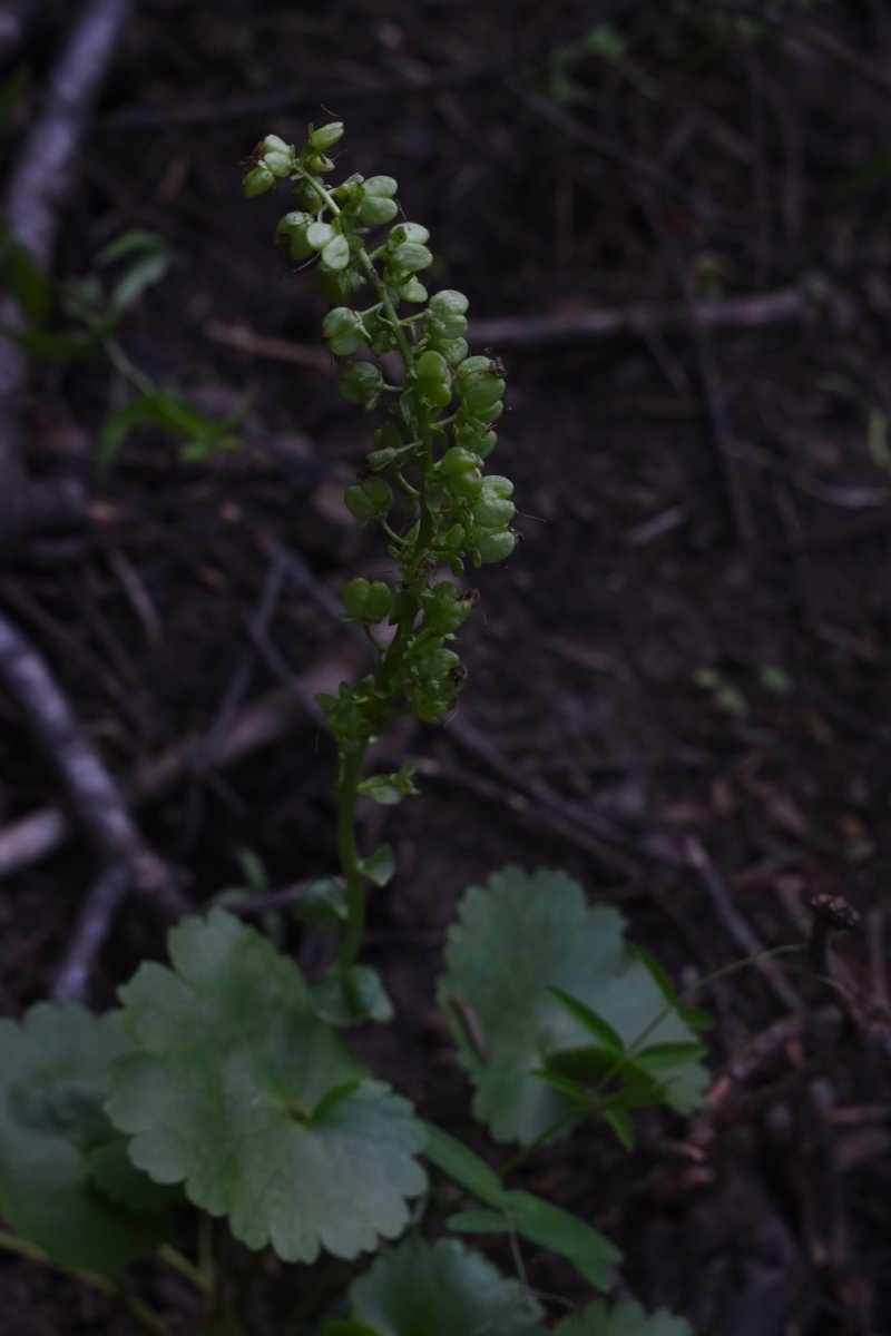 Synthyris missurica ssp. missurica