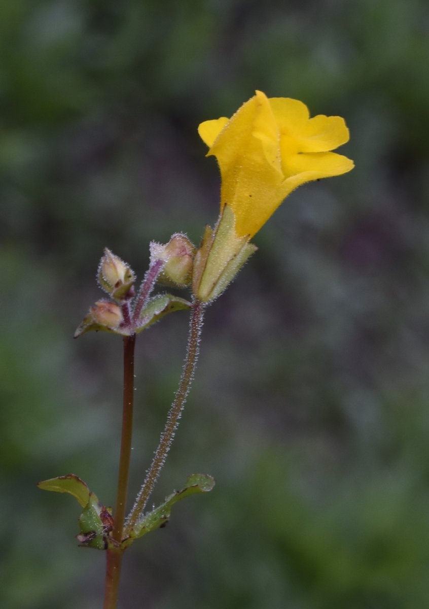 Erythranthe arvensis