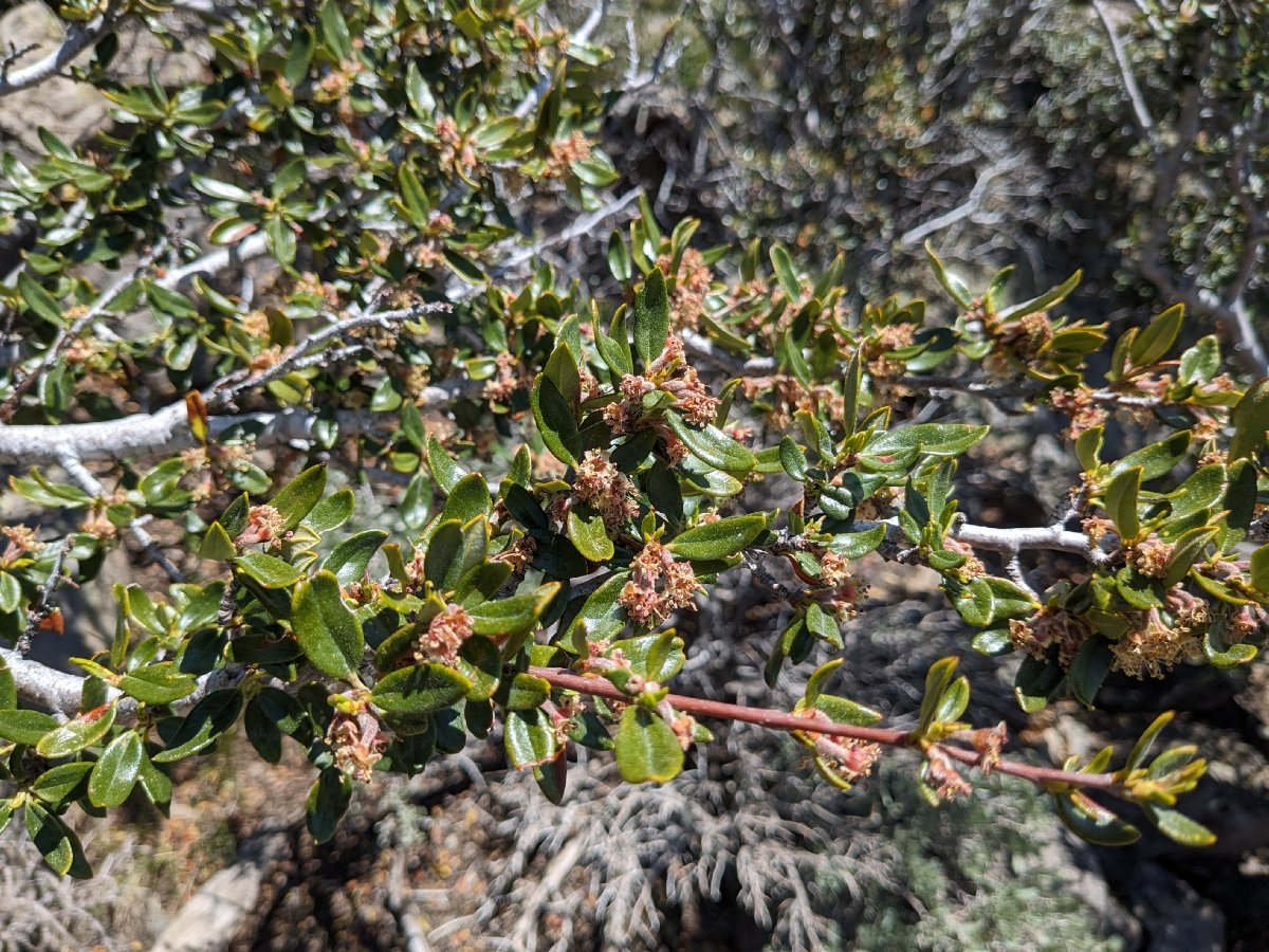 Cercocarpus ledifolius Calflora