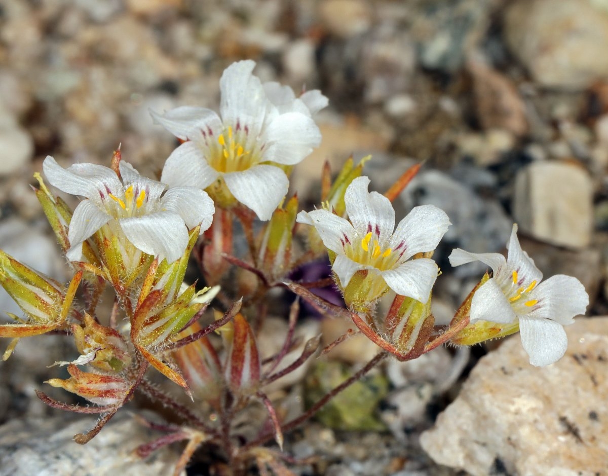 Linanthus campanulatus