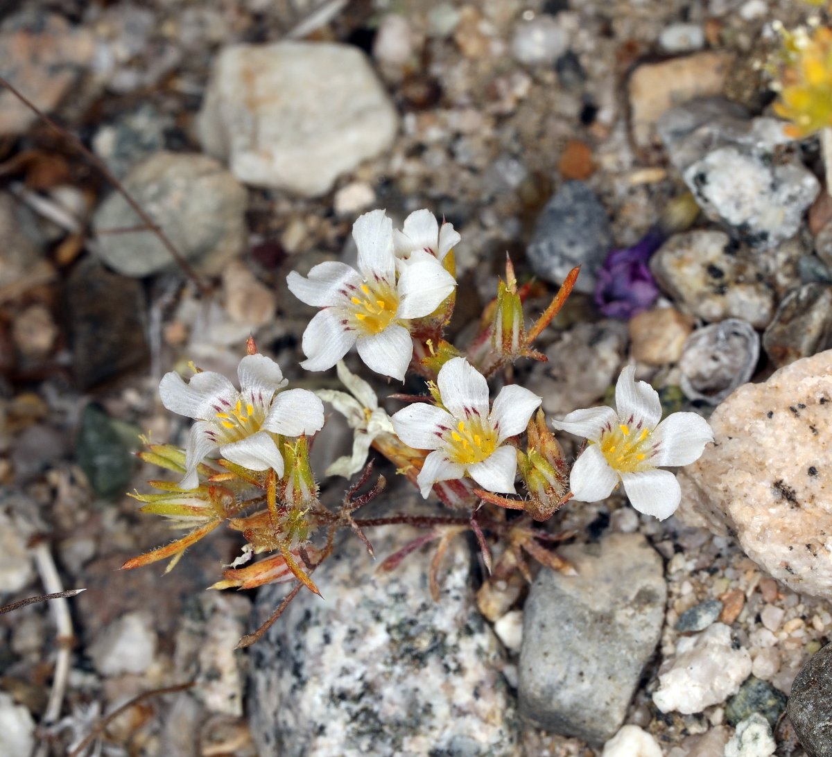 Linanthus campanulatus