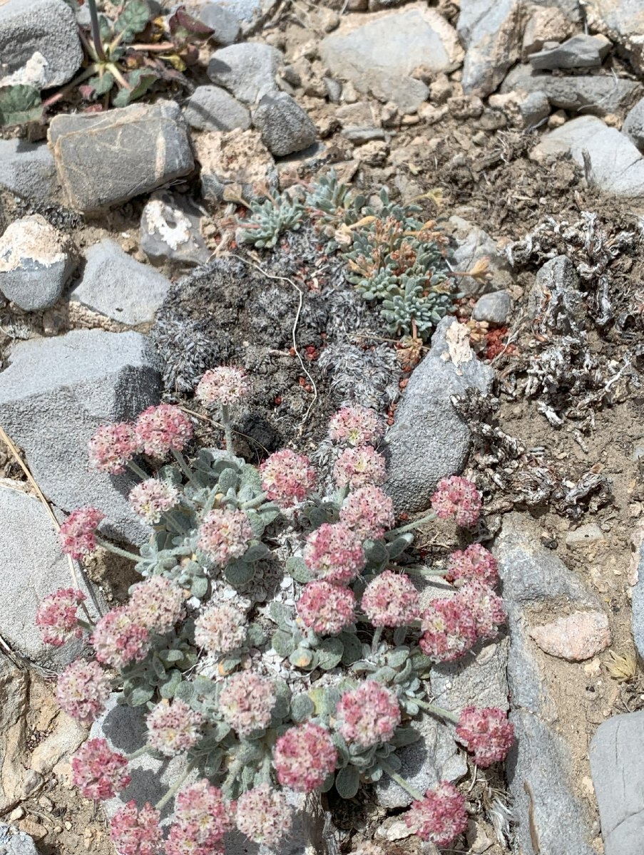 Eriogonum shockleyi var. shockleyi