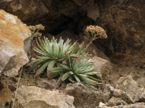 Dudleya virens