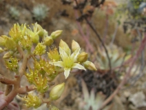 Dudleya virens