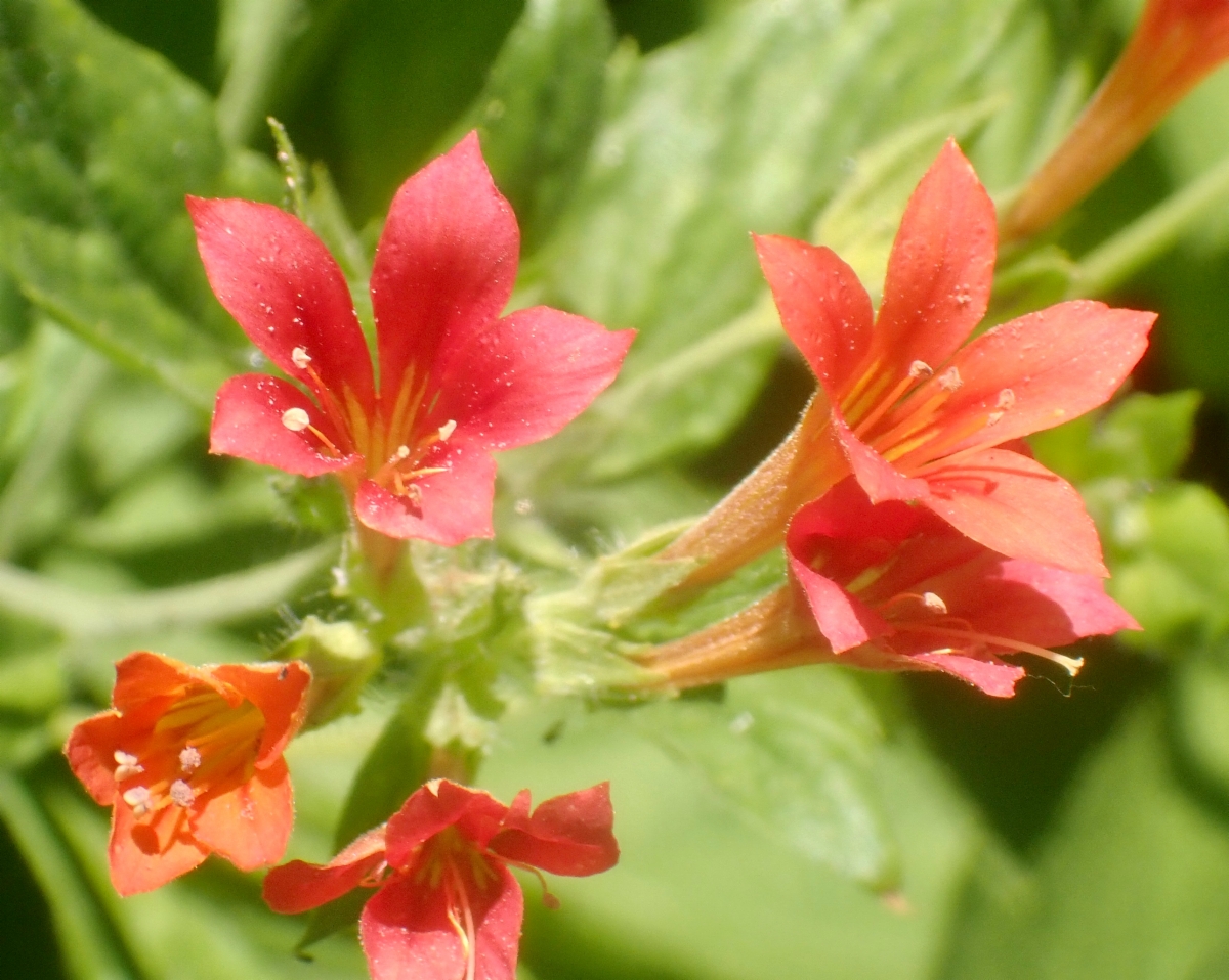 Collomia rawsoniana