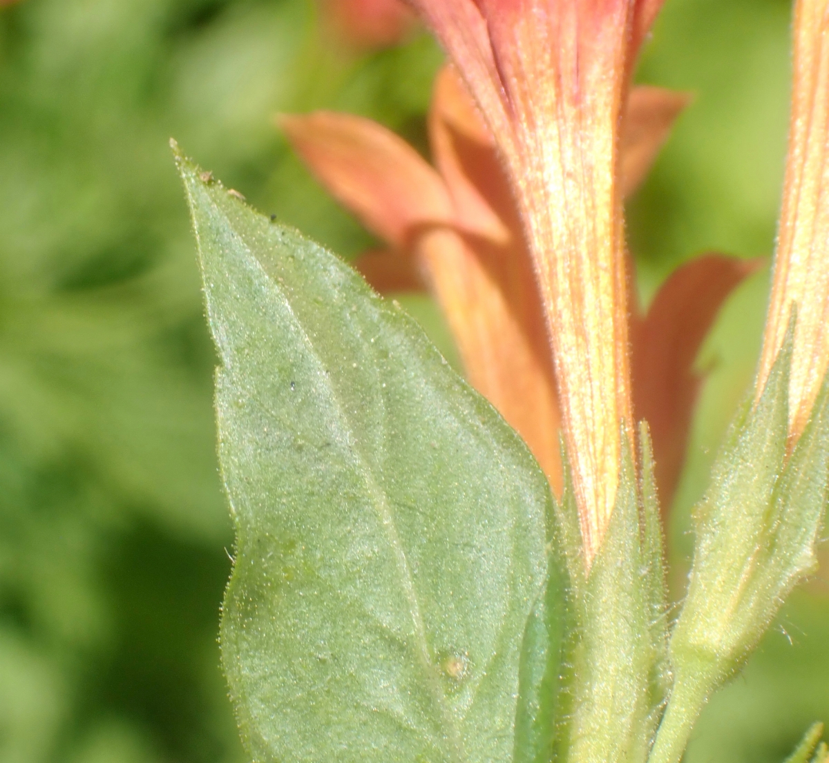 Collomia rawsoniana