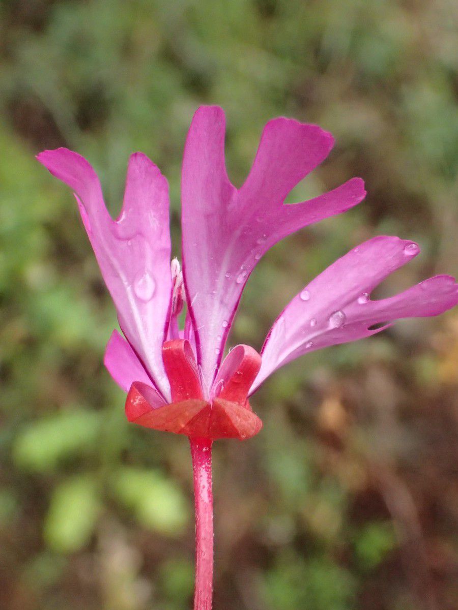 Clarkia concinna, Red Ribbons – Larner Seeds