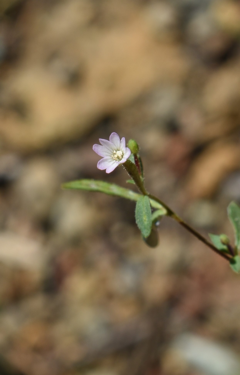 Epilobium foliosum