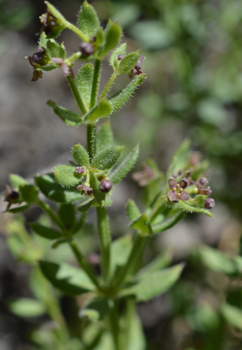 Galium bolanderi