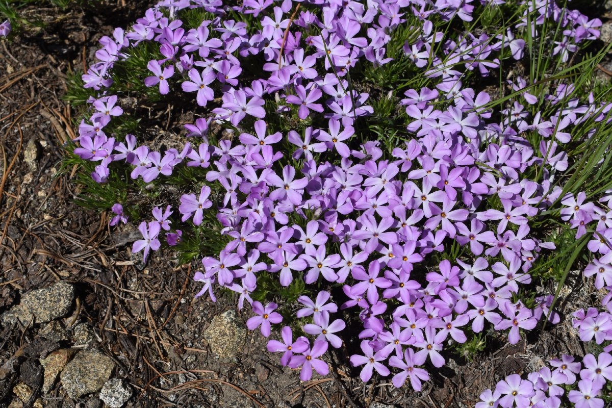 Phlox diffusa