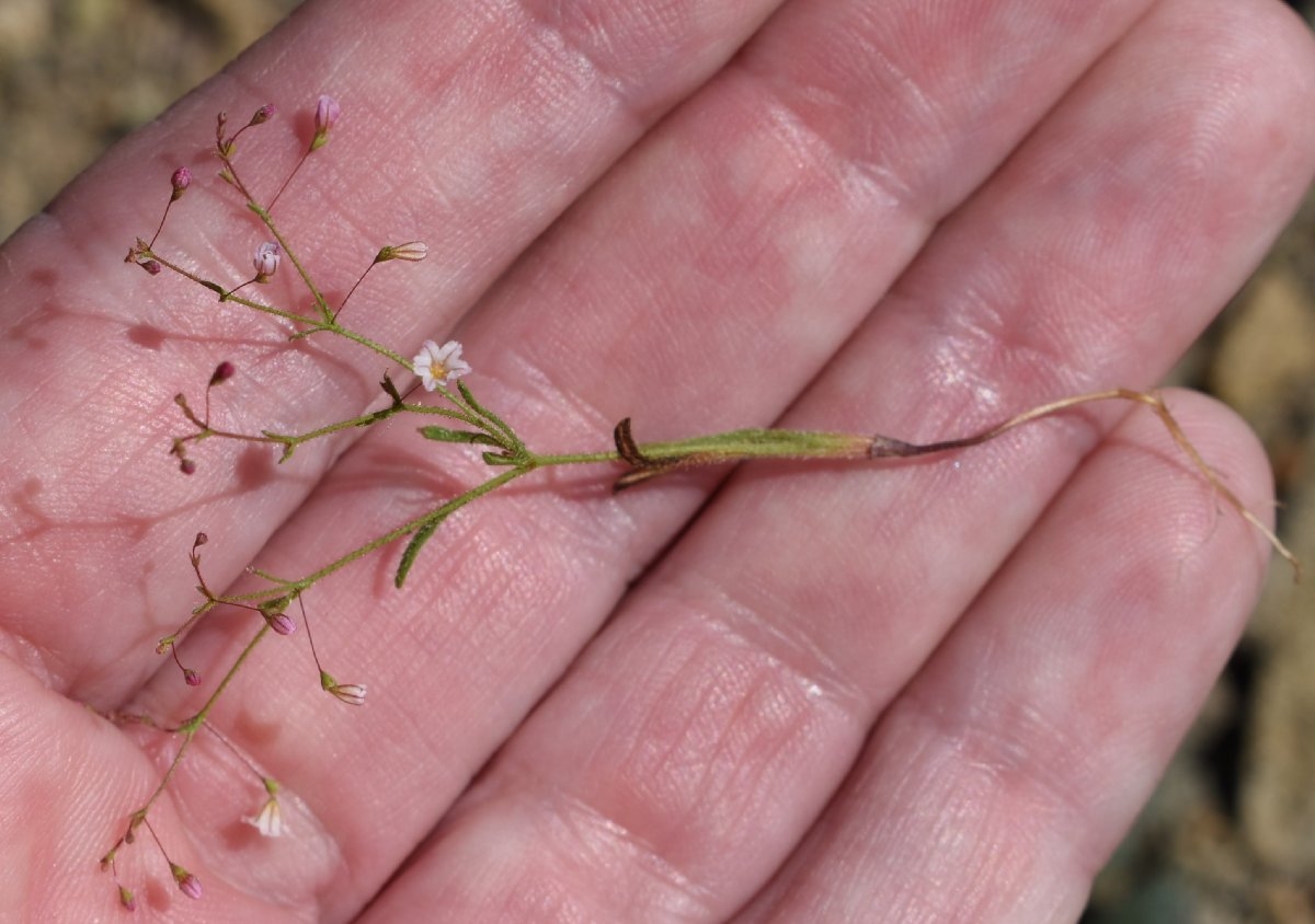 Eriogonum spergulinum var. reddingianum