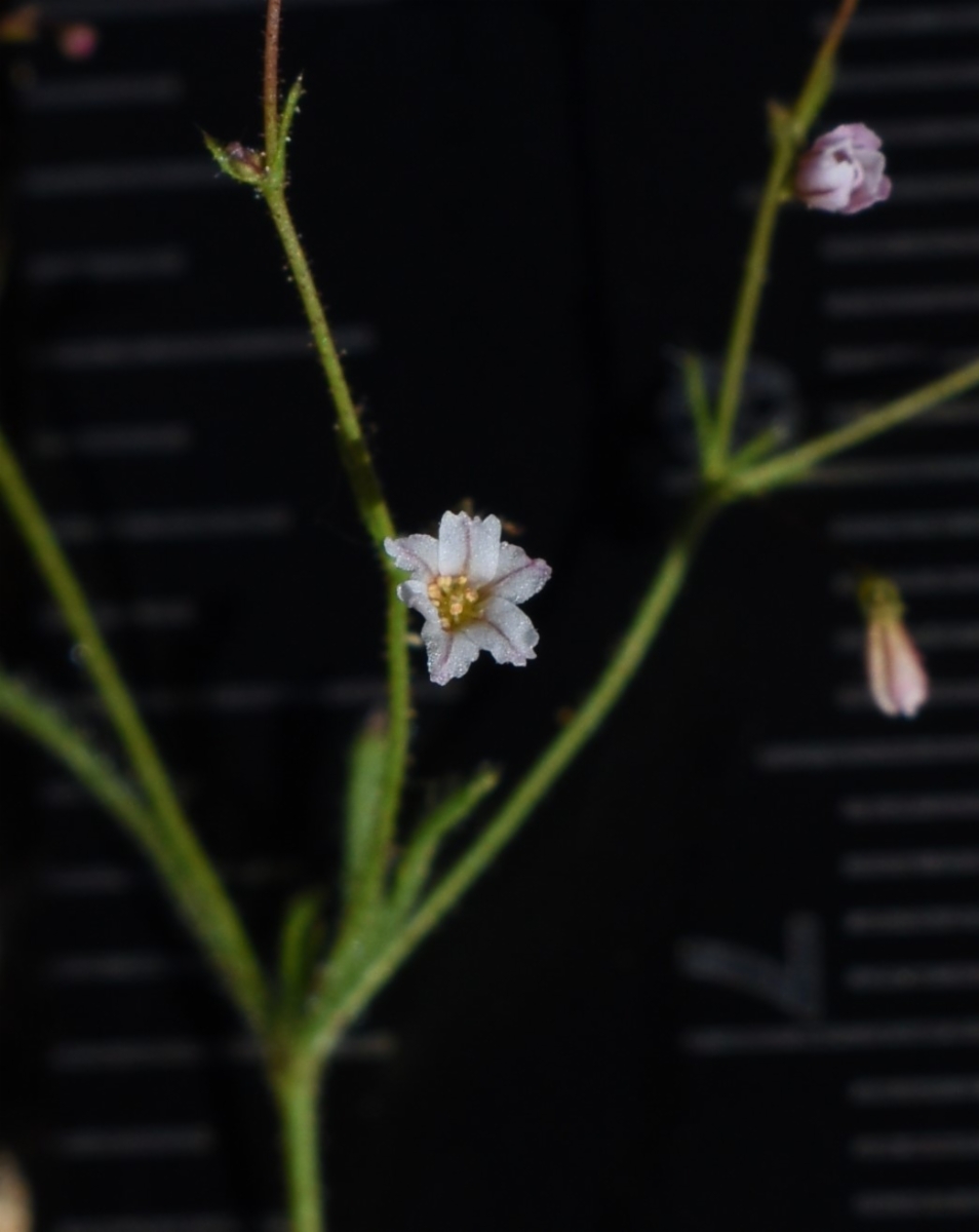 Eriogonum spergulinum var. reddingianum