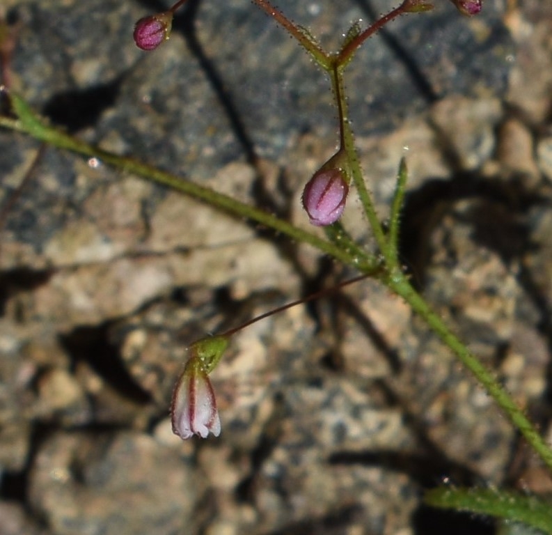 Eriogonum spergulinum var. reddingianum