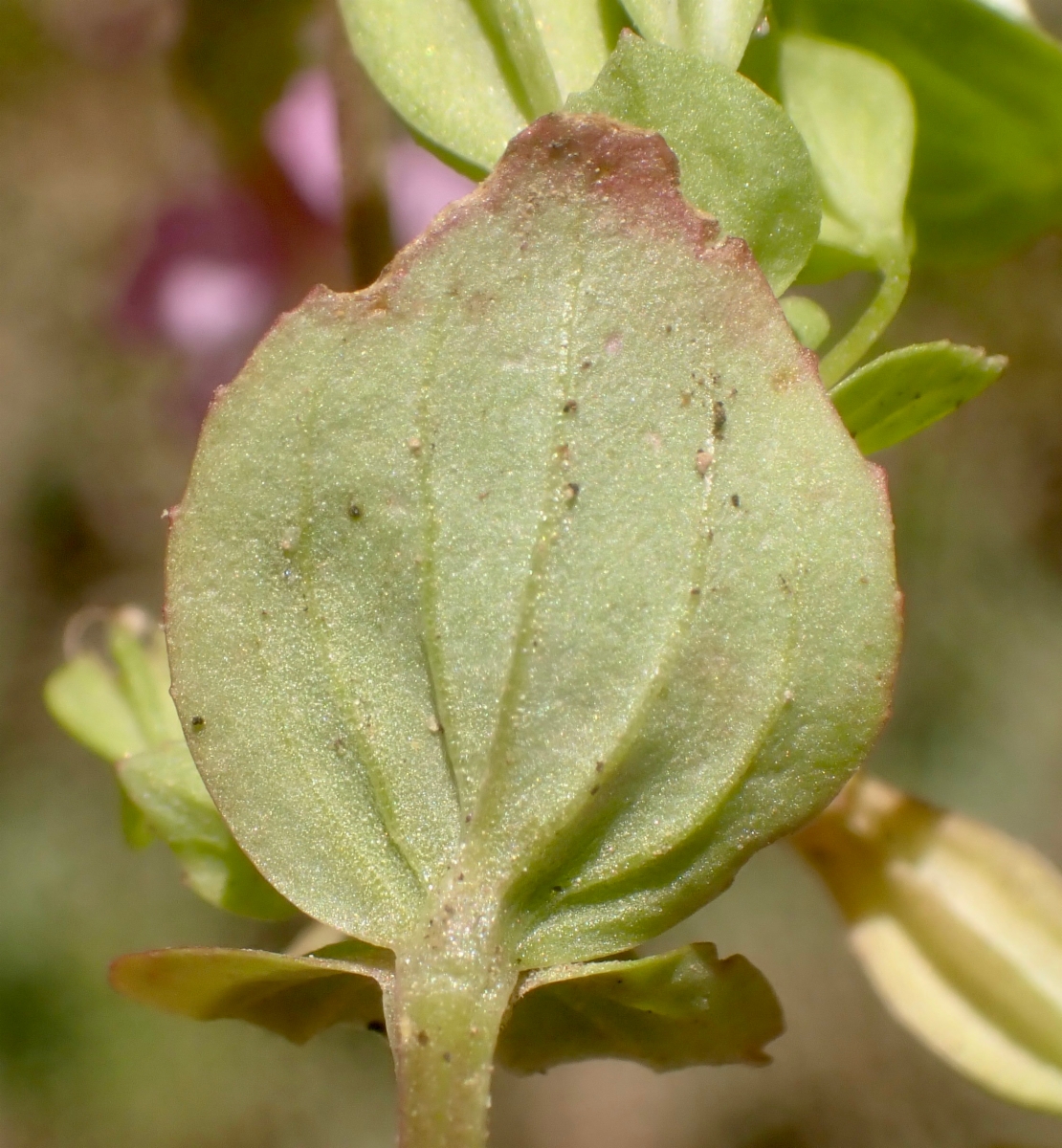 Erythranthe inconspicua