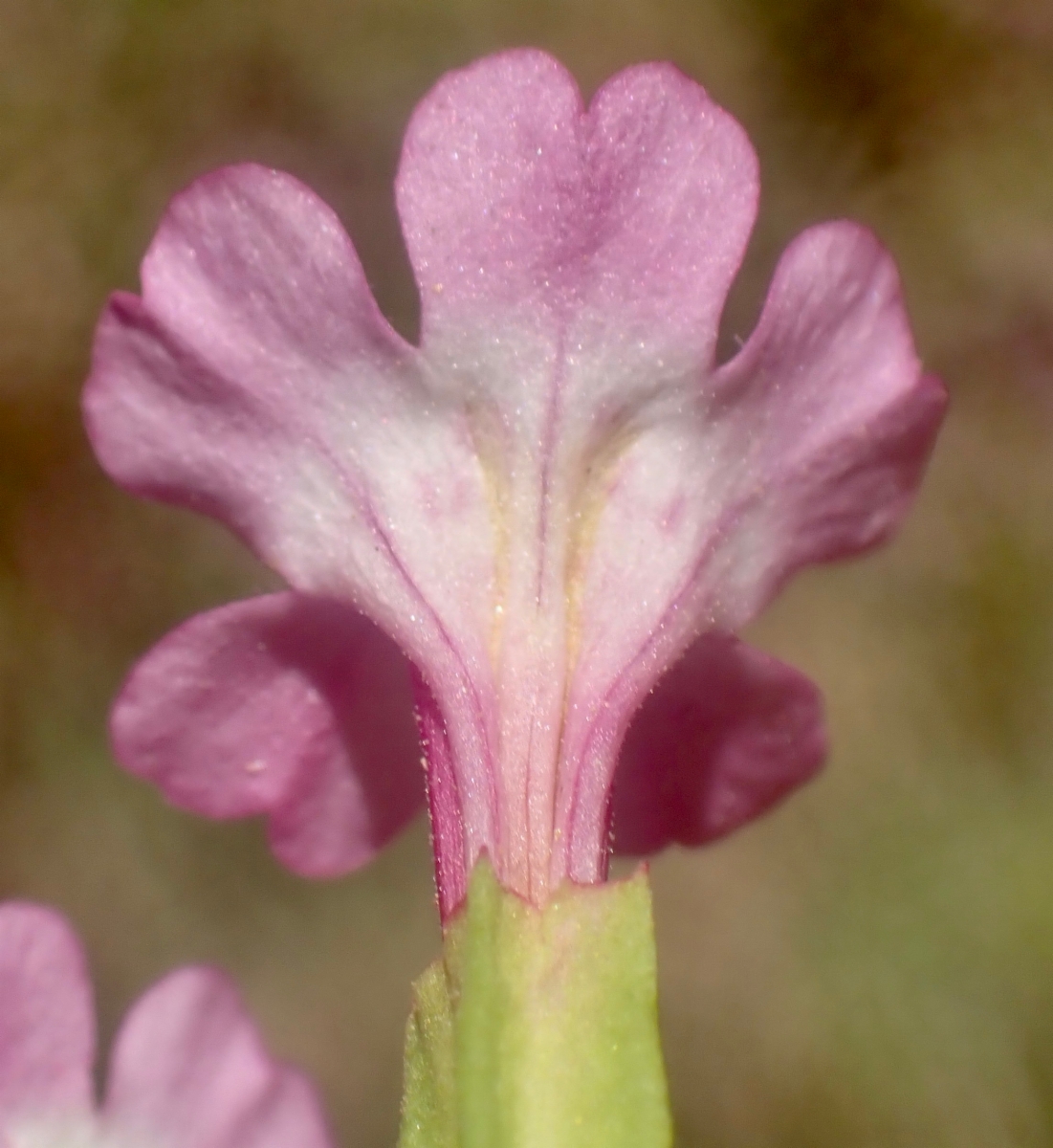 Erythranthe inconspicua