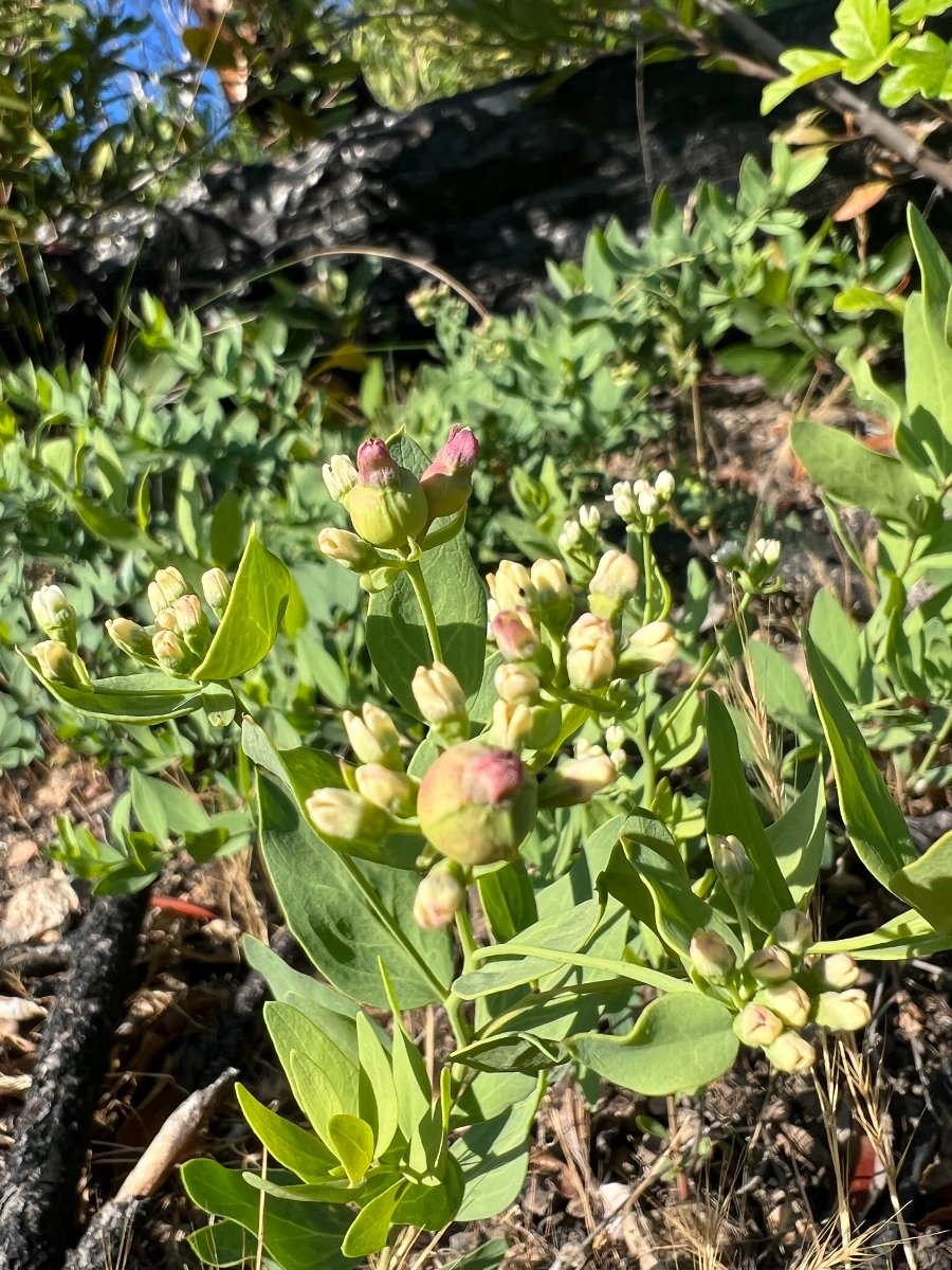 Comandra umbellata