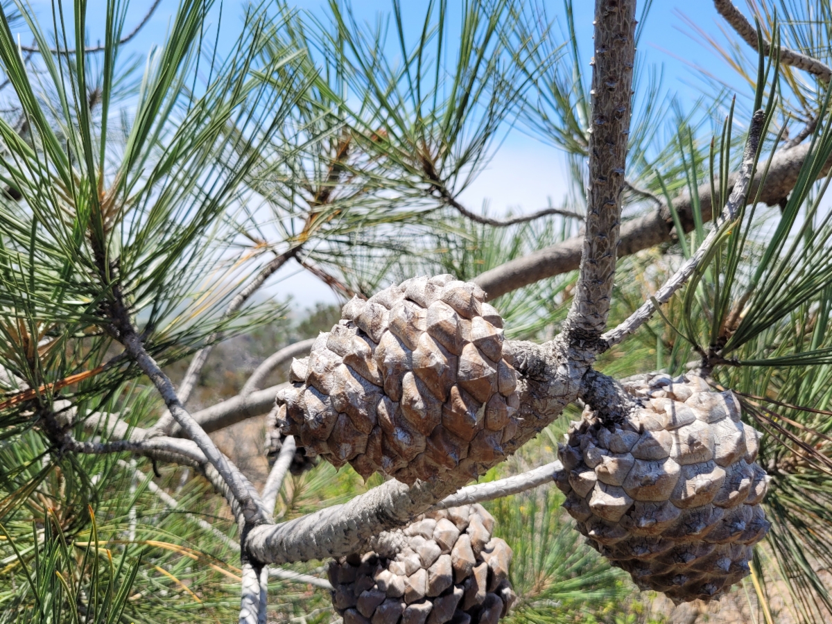 Pinus torreyana ssp. torreyana