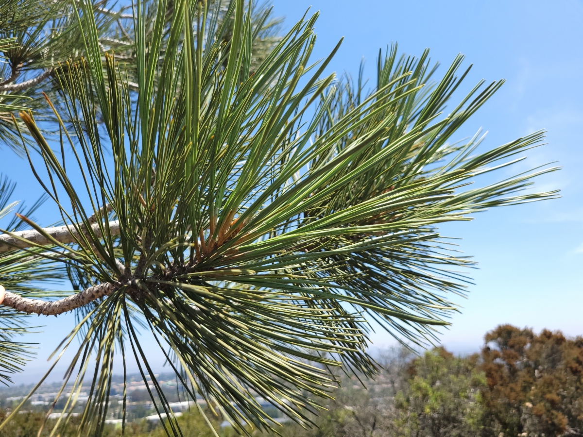 Pinus torreyana ssp. torreyana