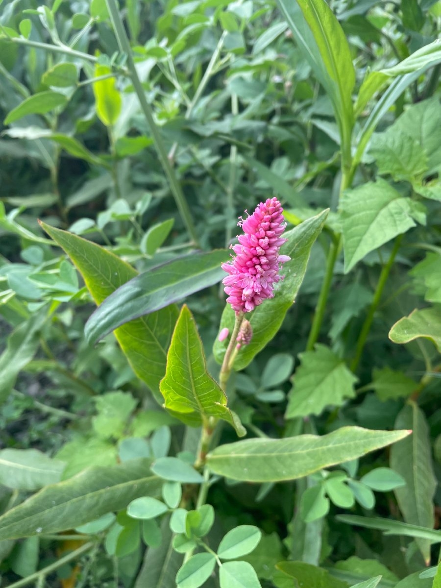 Persicaria amphibia