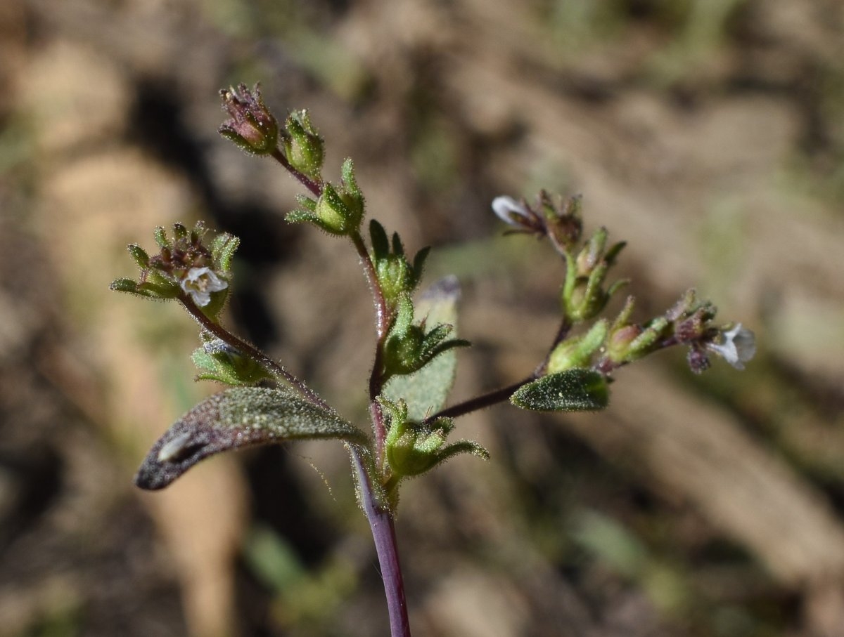 Phacelia racemosa