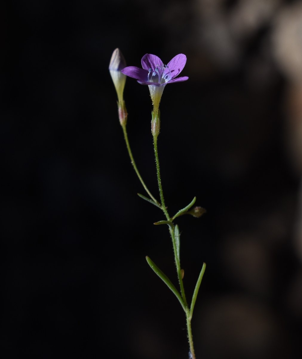 Navarretia leptalea ssp. bicolor