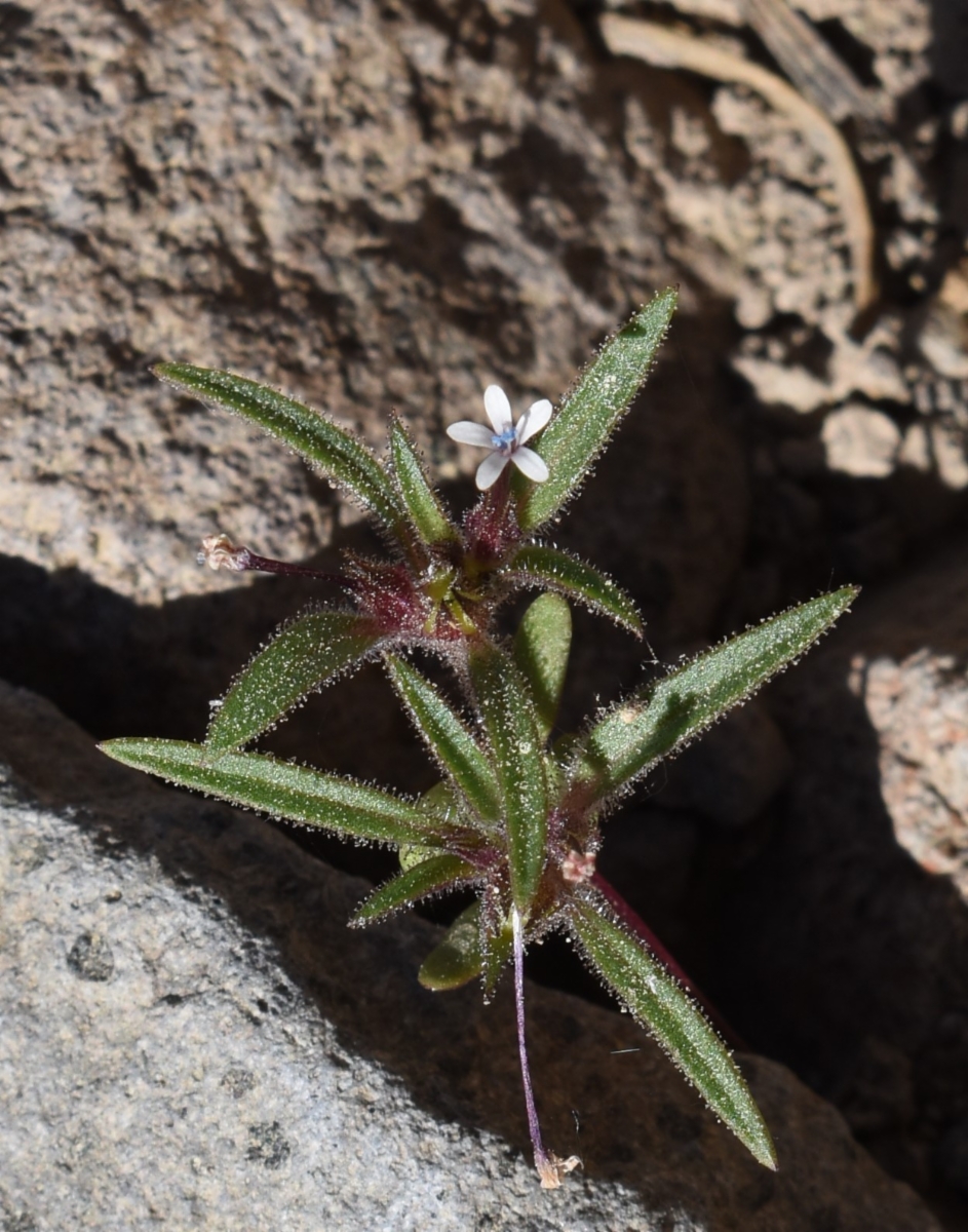 Collomia tinctoria