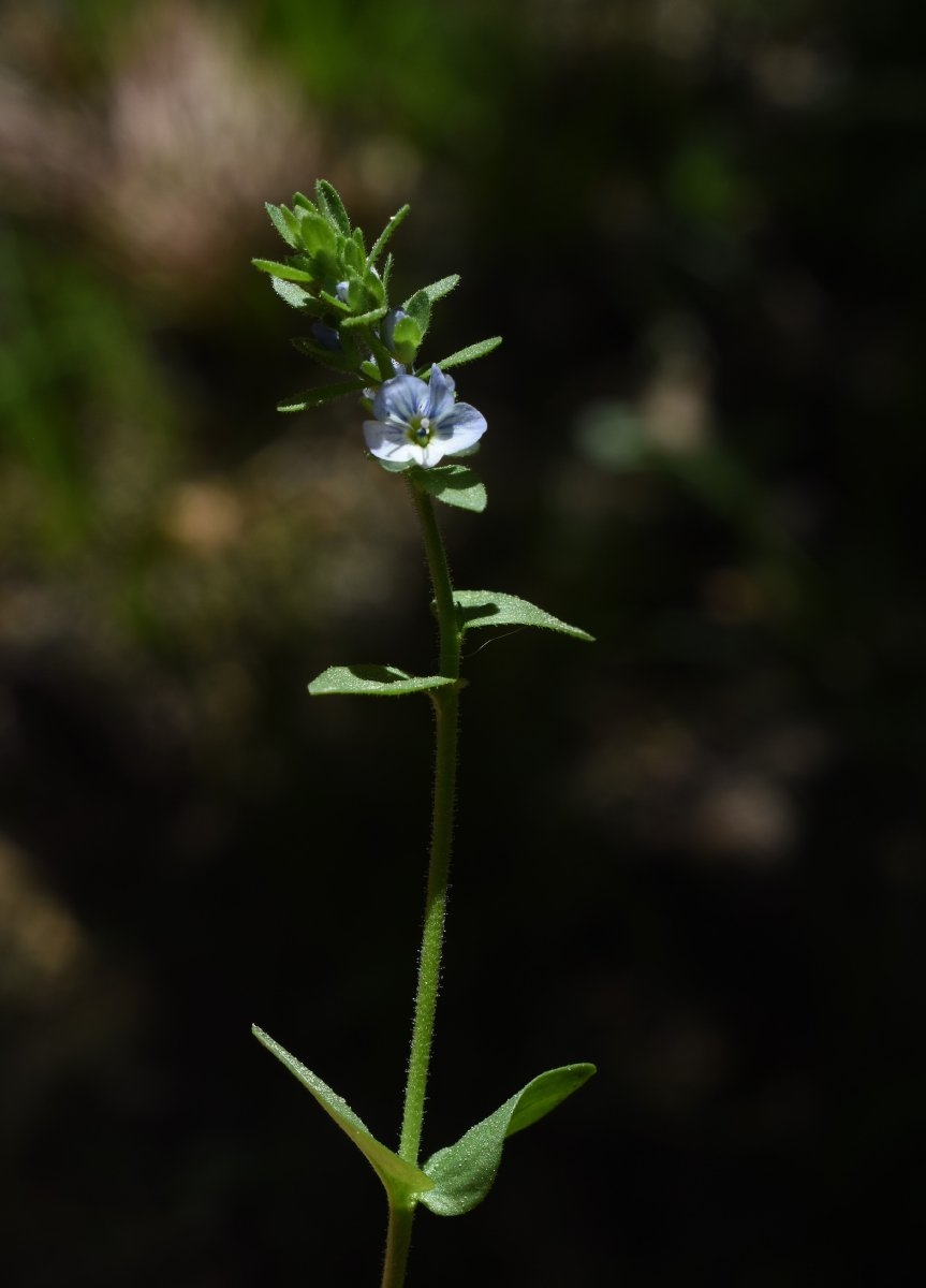 Veronica serpyllifolia ssp. humifusa