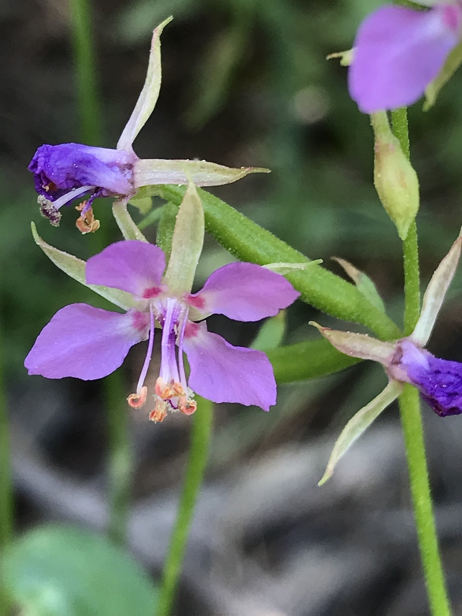 Clarkia stellata