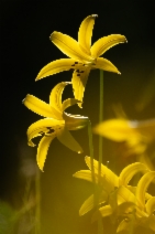 Lilium parryi