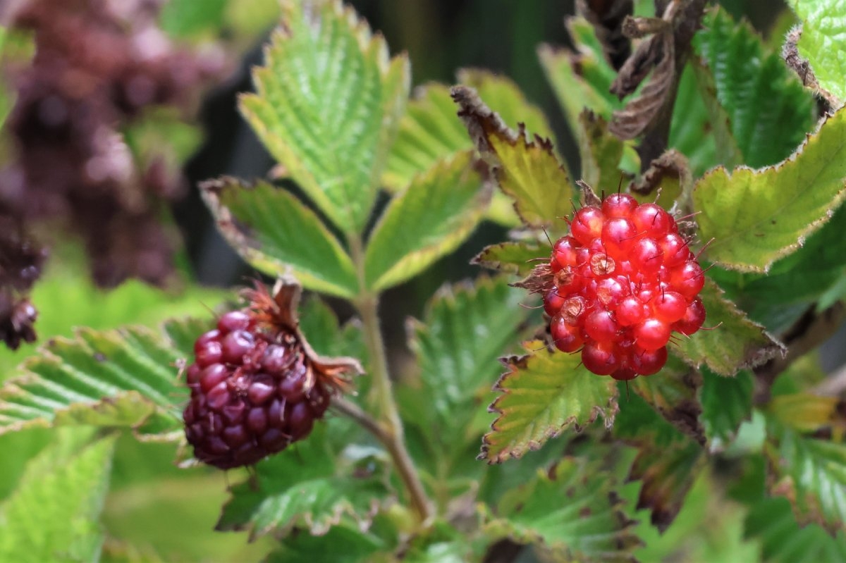 Rubus spectabilis