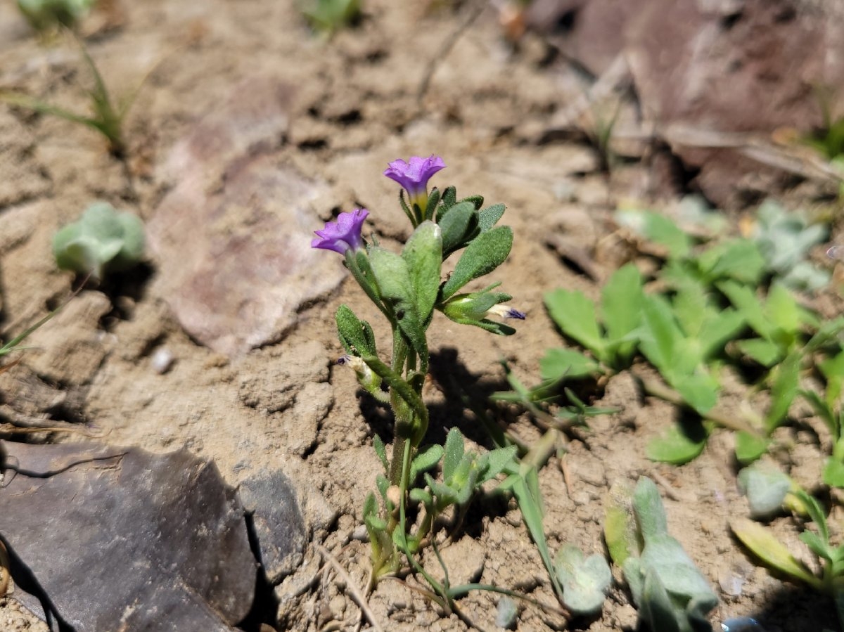 Petunia parviflora