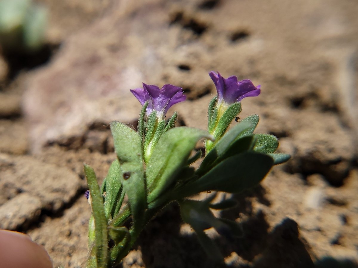 Petunia parviflora