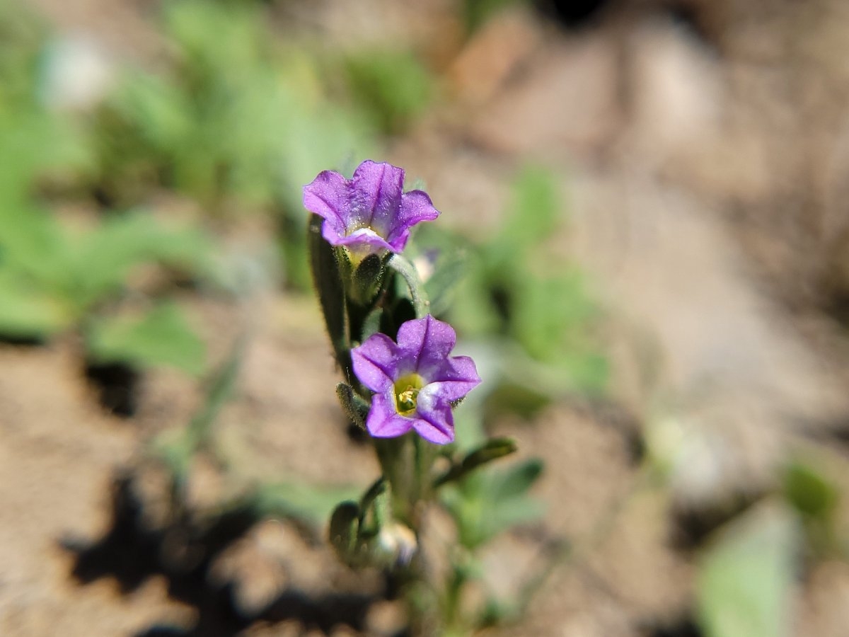 Petunia parviflora