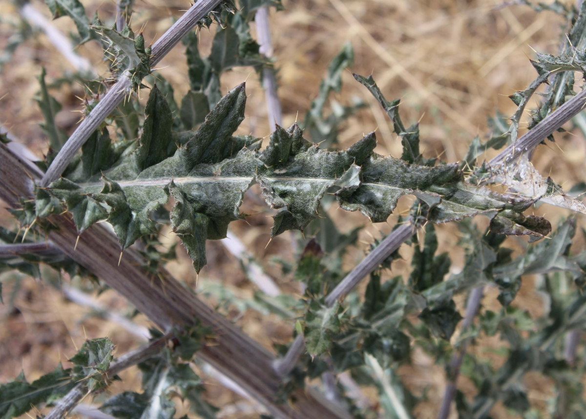 Cirsium andersonii