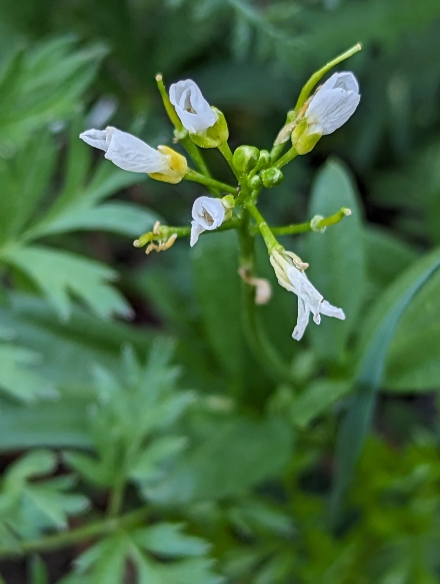 Cardamine breweri