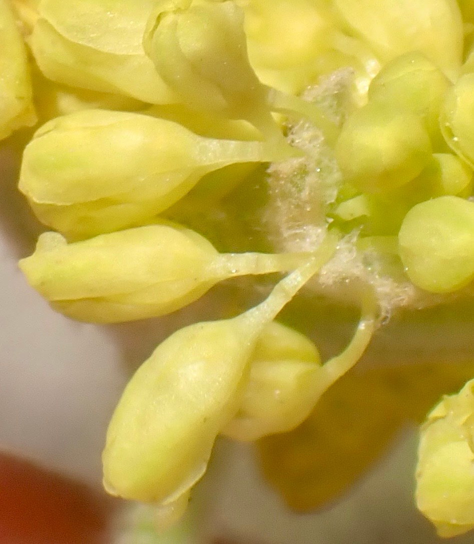 Eriogonum incanum