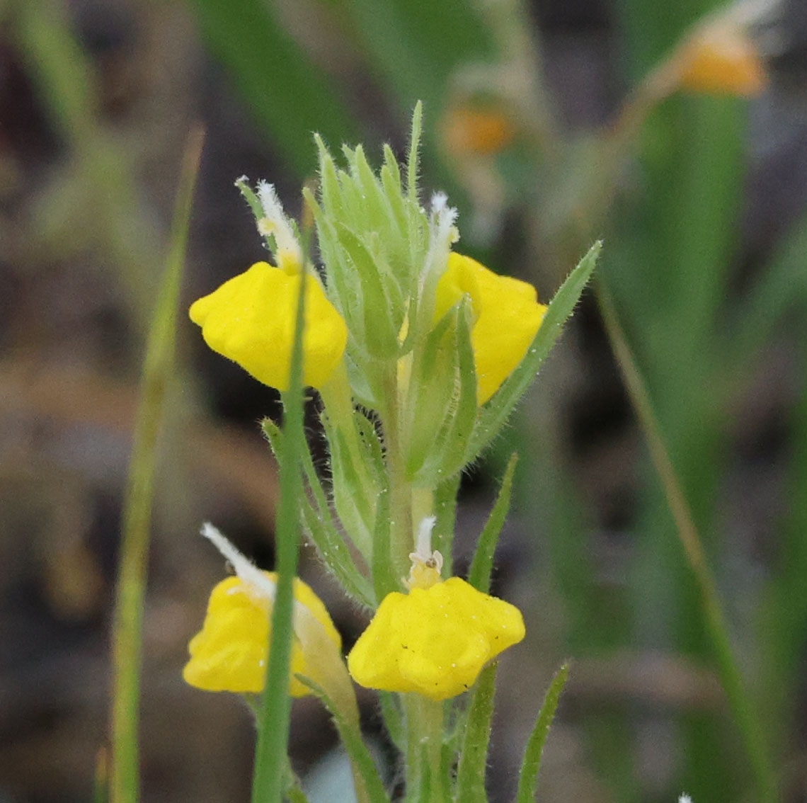 Castilleja lasiorhyncha