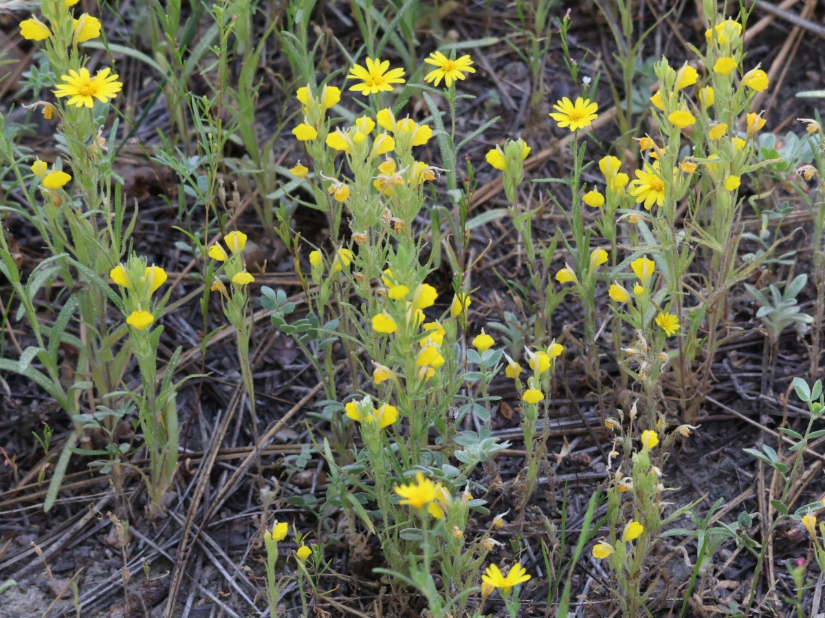 Castilleja lasiorhyncha