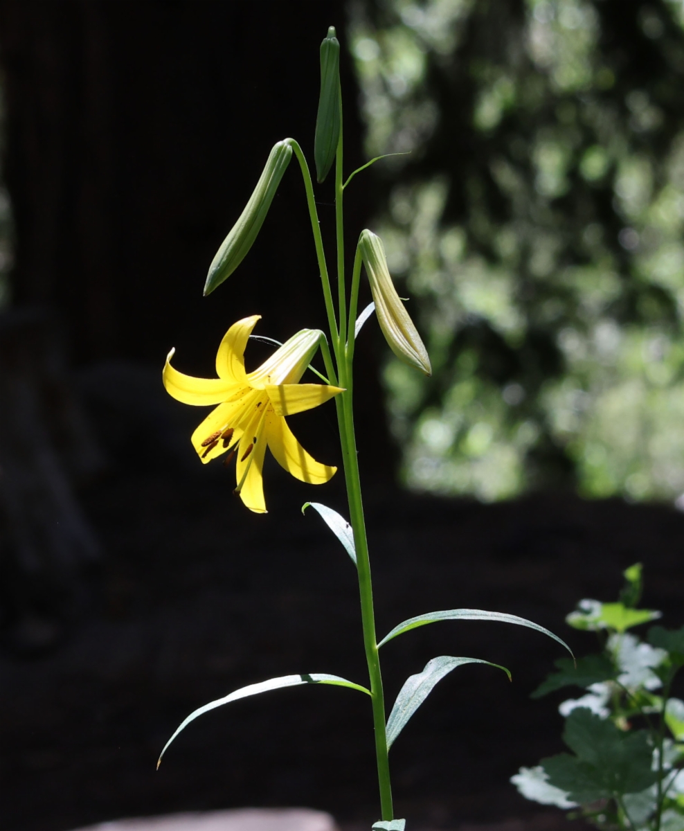 Lilium parryi