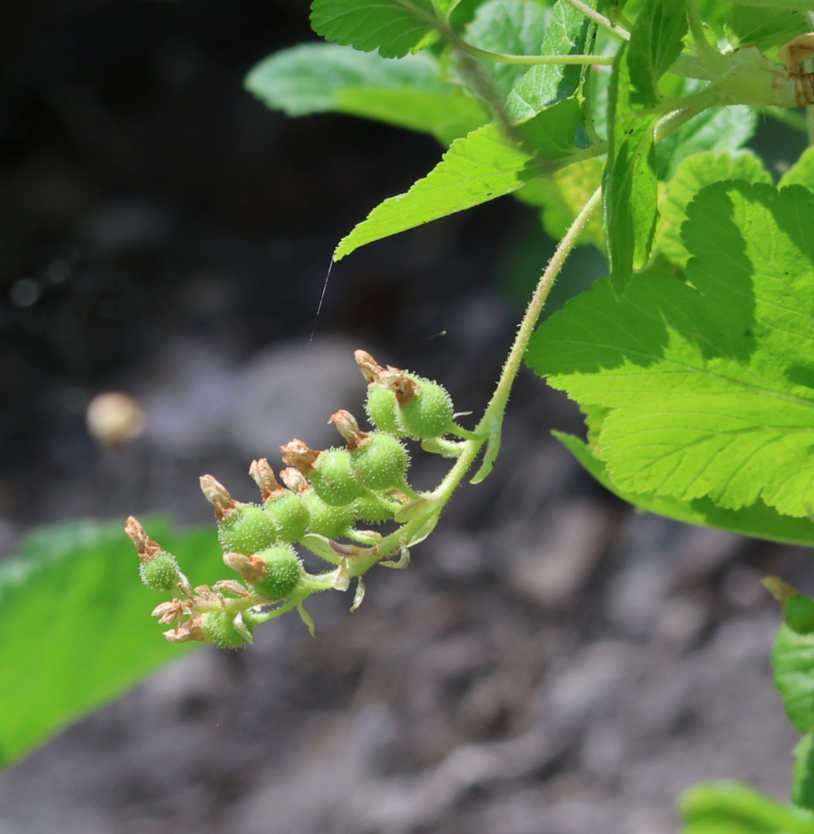 Ribes nevadense