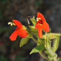 Mimulus cardinalis