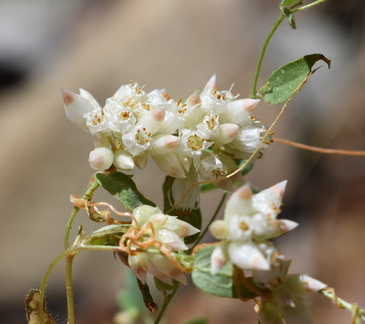 Cuscuta californica var. californica